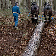 Bosarbeiders slepen boomstammen uit bos met trekpaarden (Equus caballus), Het Leen, Eeklo, België
